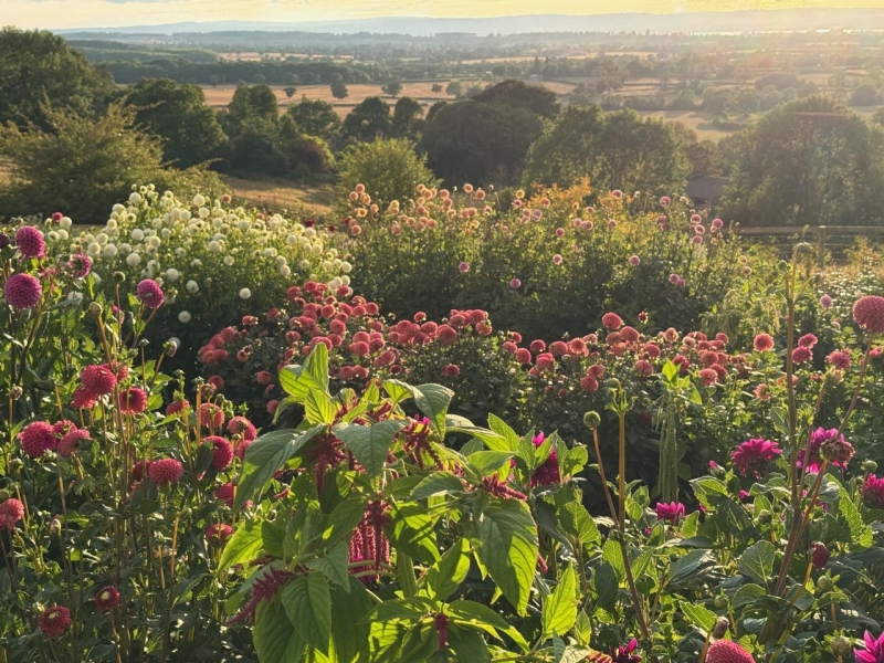 Frog Lane Flower Farm & Netherfields